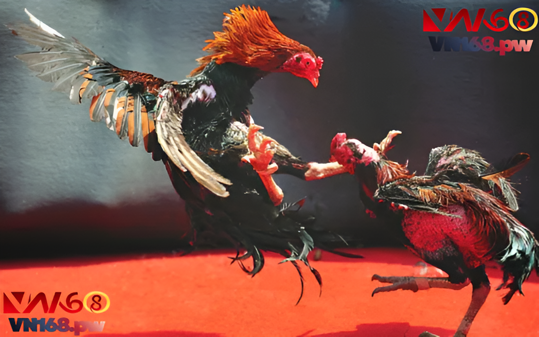 Các hình thức đá gà trực tiếp VN168 phổ biến 2024